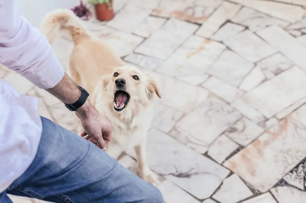 Can A Landlord Make You Get Rid Of Your Dog